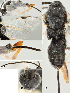  ( - DHJPAR0012761)  @12 [ ] CreativeCommons  Attribution Non-Commercial Share-Alike (2018) Jose Fernandez-Triana Canadian National Collection of Insects, Arachnids and Nematodes