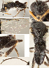  ( - DHJPAR0012791)  @12 [ ] CreativeCommons  Attribution Non-Commercial Share-Alike (2018) Jose Fernandez-Triana Canadian National Collection of Insects, Arachnids and Nematodes