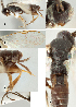  ( - DHJPAR0013696)  @11 [ ] CreativeCommons  Attribution Non-Commercial Share-Alike (2018) Jose Fernandez-Triana Canadian National Collection of Insects, Arachnids and Nematodes