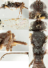  ( - DHJPAR0013702)  @12 [ ] CreativeCommons  Attribution Non-Commercial Share-Alike (2018) Jose Fernandez-Triana Canadian National Collection of Insects, Arachnids and Nematodes