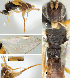  ( - DHJPAR0001561)  @11 [ ] CreativeCommons  Attribution Non-Commercial Share-Alike (2018) Jose Fernandez-Triana Canadian National Collection of Insects, Arachnids and Nematodes