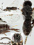  ( - DHJPAR0013054)  @12 [ ] CreativeCommons  Attribution Non-Commercial Share-Alike (2018) Jose Fernandez-Triana Canadian National Collection of Insects, Arachnids and Nematodes