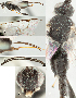  ( - DHJPAR0020456)  @11 [ ] CreativeCommons  Attribution Non-Commercial Share-Alike (2018) Jose Fernandez-Triana Canadian National Collection of Insects, Arachnids and Nematodes