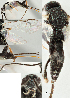  ( - DHJPAR0020604)  @12 [ ] CreativeCommons  Attribution Non-Commercial Share-Alike (2018) Jose Fernandez-Triana Canadian National Collection of Insects, Arachnids and Nematodes