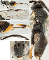  ( - DHJPAR0025841)  @12 [ ] CreativeCommons  Attribution Non-Commercial Share-Alike (2018) Jose Fernandez-Triana Canadian National Collection of Insects, Arachnids and Nematodes