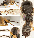 ( - DHJPAR0026016)  @12 [ ] CreativeCommons  Attribution Non-Commercial Share-Alike (2018) Jose Fernandez-Triana Canadian National Collection of Insects, Arachnids and Nematodes
