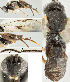  ( - DHJPAR0026091)  @12 [ ] CreativeCommons  Attribution Non-Commercial Share-Alike (2018) Jose Fernandez-Triana Canadian National Collection of Insects, Arachnids and Nematodes