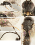  ( - DHJPAR0027225)  @12 [ ] CreativeCommons  Attribution Non-Commercial Share-Alike (2018) Jose Fernandez-Triana Canadian National Collection of Insects, Arachnids and Nematodes