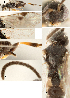  ( - DHJPAR0027417)  @13 [ ] CreativeCommons  Attribution Non-Commercial Share-Alike (2018) Jose Fernandez-Triana Canadian National Collection of Insects, Arachnids and Nematodes