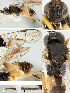  ( - DHJPAR0027484)  @12 [ ] CreativeCommons  Attribution Non-Commercial Share-Alike (2018) Jose Fernandez-Triana Canadian National Collection of Insects, Arachnids and Nematodes