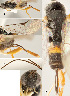  ( - DHJPAR0027548)  @12 [ ] CreativeCommons  Attribution Non-Commercial Share-Alike (2018) Jose Fernandez-Triana Canadian National Collection of Insects, Arachnids and Nematodes