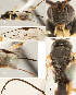  ( - DHJPAR0027635)  @12 [ ] CreativeCommons  Attribution Non-Commercial Share-Alike (2018) Jose Fernandez-Triana Canadian National Collection of Insects, Arachnids and Nematodes