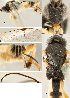  ( - DHJPAR0027672)  @14 [ ] CreativeCommons  Attribution Non-Commercial Share-Alike (2018) Jose Fernandez-Triana Canadian National Collection of Insects, Arachnids and Nematodes