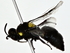  (Hylaeus nubilosus - BIOUG80727-G02)  @11 [ ] CreativeCommons - Attribution (2022) CBG Photography Group Centre for Biodiversity Genomics