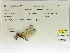  (Dythemis sterilis - INB0004315457)  @11 [ ] Copyright (2012) B. Haber Instituto Nacional de Biodiversidad
