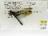  (Libellula mariae - INB0004315883)  @13 [ ] Copyright (2012) B. Haber Instituto Nacional de Biodiversidad