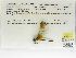  (Macrothemis hemichlora - INB0004316038)  @12 [ ] Copyright (2012) B. Haber Instituto Nacional de Biodiversidad