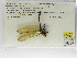  (Brechmorhoga rapax - INB0004316565)  @12 [ ] Copyright (2012) B. Haber Instituto Nacional de Biodiversidad