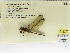  (Orthemis cultriformis - INB0004318698)  @14 [ ] Copyright (2012) B. Haber Instituto Nacional de Biodiversidad