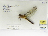  (Libellula foliata - INB0004318711)  @12 [ ] Copyright (2012) B. Haber Instituto Nacional de Biodiversidad