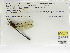  (Brechmorhoga praecox - INB0004318950)  @13 [ ] Copyright (2012) B. Haber Instituto Nacional de Biodiversidad