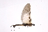 (Stratocles costarricensis - INB0004017421)  @14 [ ] Copyright (2012) I. Cruz Instituto Nacional de Biodiversidad