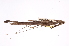  (Paraprisopus icl04 - INB0004176002)  @13 [ ] Copyright (2012) I. Cruz Instituto Nacional de Biodiversidad