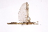  (Paraprisopus icl06 - INBIOCRI000085084)  @13 [ ] Copyright (2012) I. Cruz Instituto Nacional de Biodiversidad