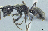  (Polyrhachis sp. nov. PK_POLY 014 - HP0076)  @15 [ ] CreativeCommons - Attribution Non-Commercial Share-Alike (2011) Milan Janda Czech Academy of Sciences
