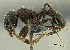  (Tetramorium validisculum - PK-EE105)  @15 [ ] CreativeCommons - Attribution Non-Commercial Share-Alike (2011) Milan Janda Czech Academy of Sciences