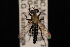  (Coleomyia rainieri - 10-SKAS-358)  @14 [ ] CreativeCommons - Attribution (2010) Unspecified Centre for Biodiversity Genomics
