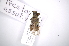 (Trestonia assulina - INB0003027218)  @11 [ ] Copyright (2012) A. Solis Instituto Nacional de Biodiversidad