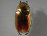  (Chrysina aurigans - INB0003049592)  @14 [ ] CreativeCommons - Attribution Non-Commercial Share-Alike  National Biodiversity Institute of Costa Rica National Biodiversity Institute of Costa Rica