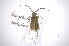  (Hesychotypa cedestesAS1 - INB0003134295)  @13 [ ] Copyright (2012) A. Solis Instituto Nacional de Biodiversidad