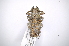  (Lochmaeocles tessellatusAS2 - INB0003150949)  @13 [ ] Copyright (2012) A. Solis Instituto Nacional de Biodiversidad