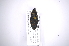  (Cactophagus miniatopunctatus - INB0003162335)  @13 [ ] Copyright (2012) Angel Solis Instituto Nacional de Biodiversidad