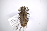  (Lochmaeocles tessellatus - INB0003169677)  @11 [ ] Copyright (2012) A. Solis Instituto Nacional de Biodiversidad