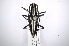  (Ptychodes politusAS2 - INB0003172862)  @14 [ ] Copyright (2012) A. Solis Instituto Nacional de Biodiversidad