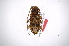  (Acanthoderes paravetusta - INB0003237442)  @14 [ ] Copyright (2012) A. Solis Instituto Nacional de Biodiversidad