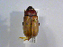  (Phyllophaga vicina - INB0003304491)  @11 [ ] CreativeCommons - Attribution Non-Commercial Share-Alike  National Biodiversity Institute of Costa Rica National Biodiversity Institute of Costa Rica