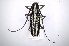  (Ptychodes politusAS1 - INB0003304674)  @14 [ ] Copyright (2012) A. Solis Instituto Nacional de Biodiversidad