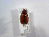  (Phyllophaga spASolis167 - INB0003350039)  @11 [ ] CreativeCommons - Attribution Non-Commercial Share-Alike  National Biodiversity Institute of Costa Rica National Biodiversity Institute of Costa Rica