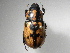  (Cyclocephala mafaffaASolis01 - INB0003742610)  @14 [ ] Copyright (2010) A. Solis Instituto Nacional de Biodiversidad