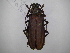  (Strongylaspis bullata - INB0003978929)  @11 [ ] Copyright (2012) A. Solis Instituto Nacional de Biodiversidad