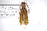  (Miltesthus marginatusAS2 - INB0004201854)  @14 [ ] Copyright (2012) A. Solis Instituto Nacional de Biodiversidad