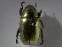  (Chrysina curoei - INB0004265289)  @11 [ ] CreativeCommons - Attribution Non-Commercial Share-Alike  National Biodiversity Institute of Costa Rica National Biodiversity Institute of Costa Rica