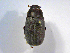  (Phyllophaga lissopygeASolis02 - INBIOCRI000256444)  @13 [ ] CreativeCommons - Attribution Non-Commercial Share-Alike  National Biodiversity Institute of Costa Rica National Biodiversity Institute of Costa Rica