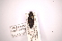 (Cactophagus validirostris - INBIOCRI000550980)  @11 [ ] Copyright (2012) Angel Solis Instituto Nacional de Biodiversidad