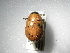  (Cyclocephala sparsa - INBIOCRI000676397)  @14 [ ] Copyright (2010) A. Solis Instituto Nacional de Biodiversidad
