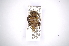  (Acanthoderes quadrigibba - INBIOCRI000942141)  @13 [ ] Copyright (2012) A. Solis Instituto Nacional de Biodiversidad
